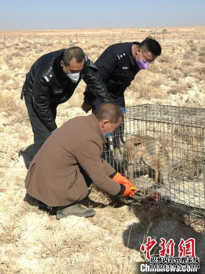 图为青海格尔木警方成功救助国家陆生野生动物沙狐 李莎莎 摄